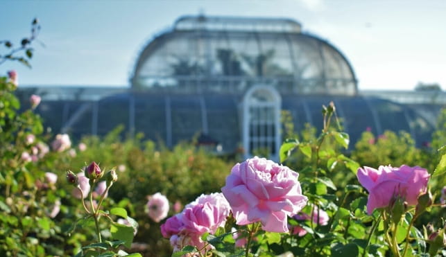 Rose garden in summer